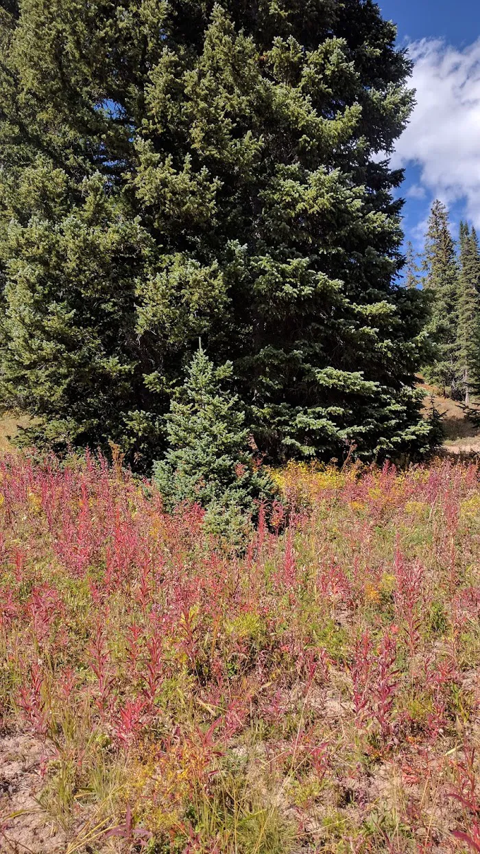 Lake Irwin Campground 9