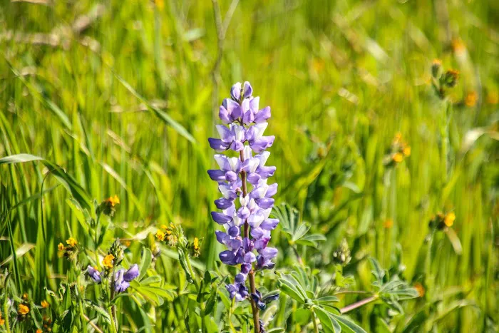 Chino Hills State Park 4