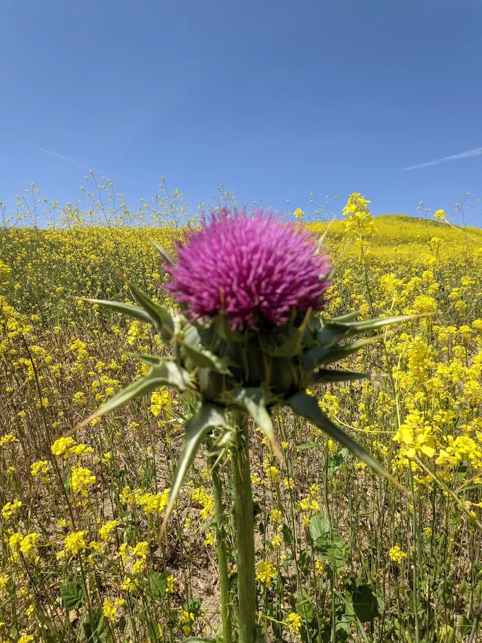 Chino Hills State Park 5