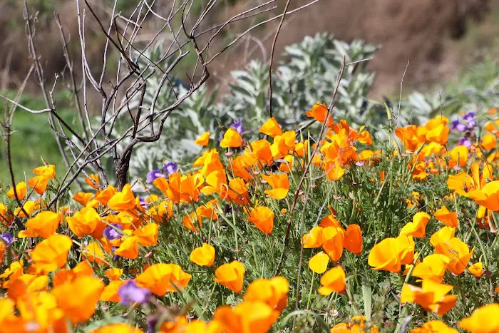Chino Hills State Park 0