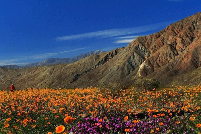 Anza-Borrego Desert State Park 1