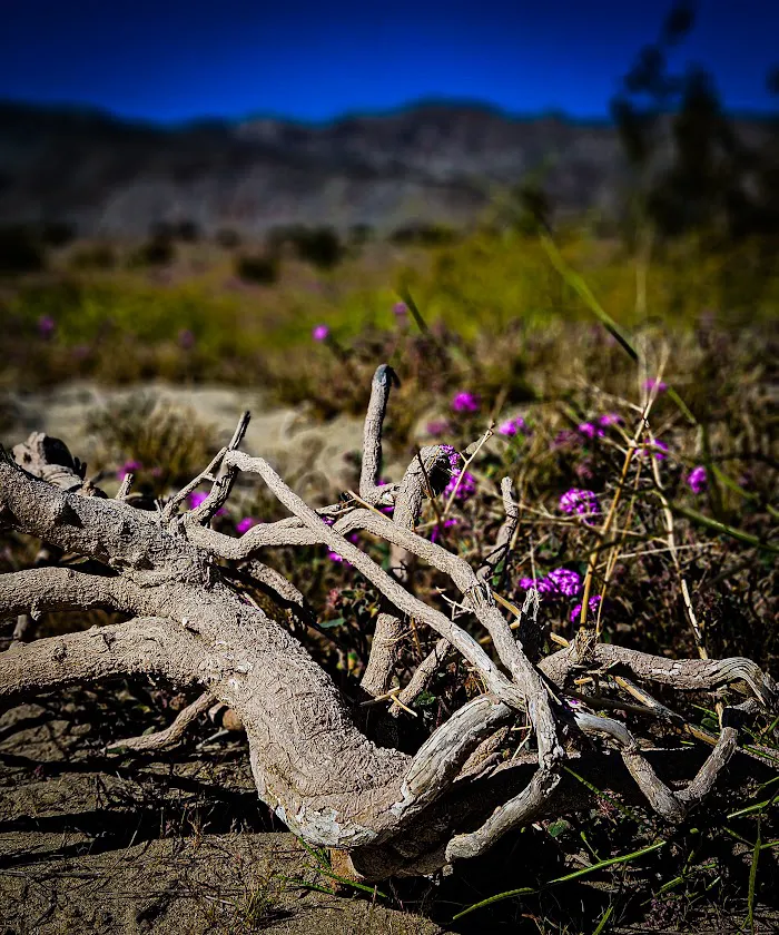 Anza-Borrego Desert State Park 9