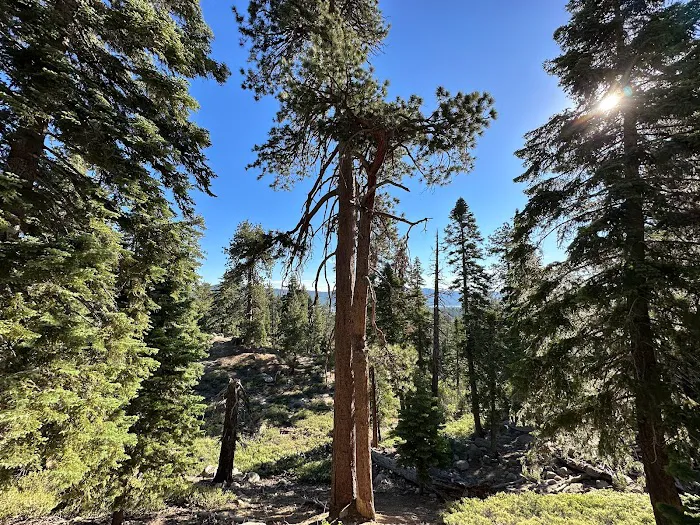 San Bernardino National Forest 4