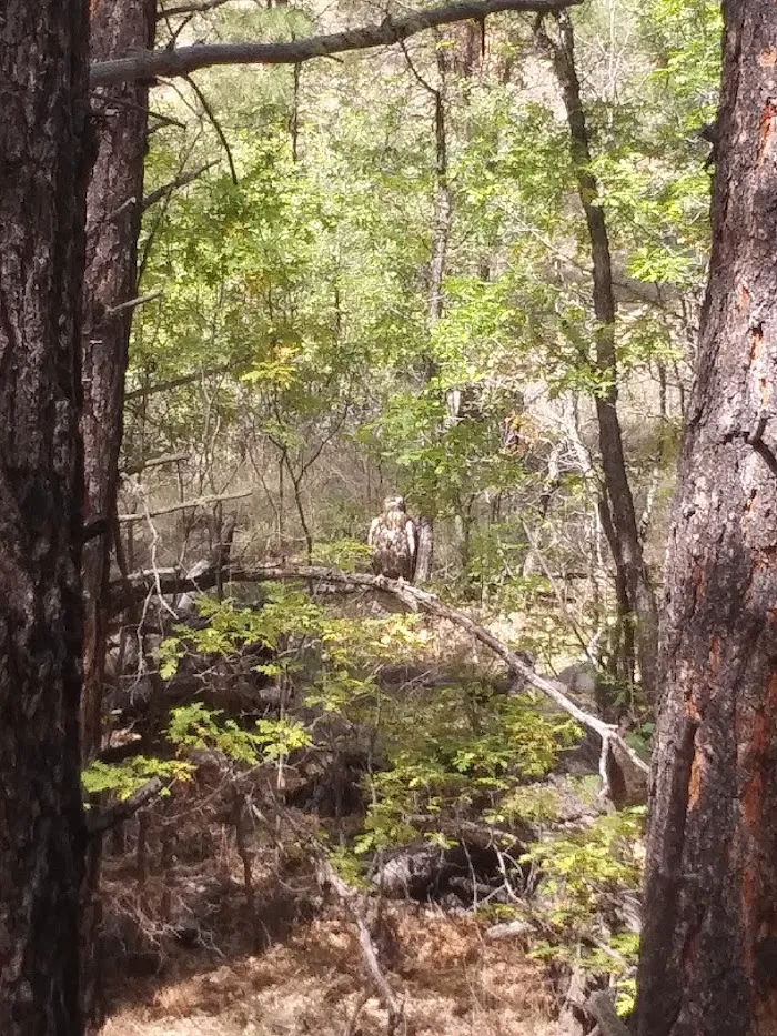 McGaffey Campground 8