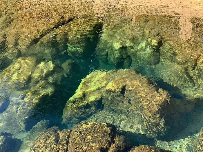 Salt Springs Recreation Area 4