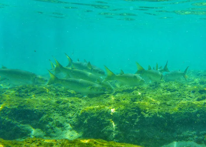 Salt Springs Recreation Area 2