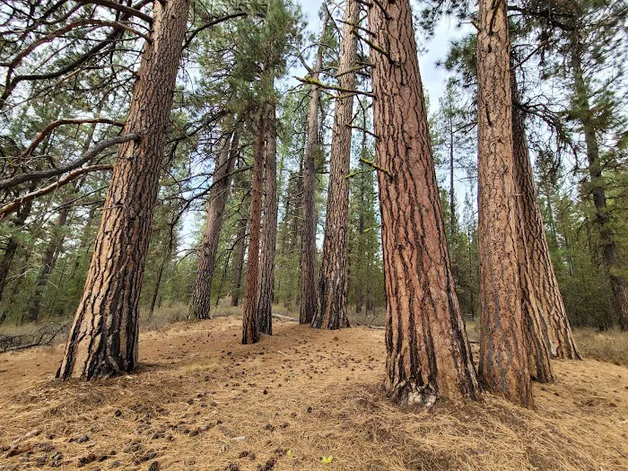 LaPine State Park Campground 9