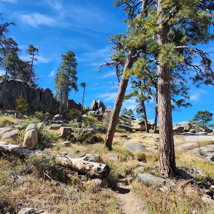 Prescott National Forest 7
