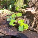 Jedediah Smith Redwoods State Park