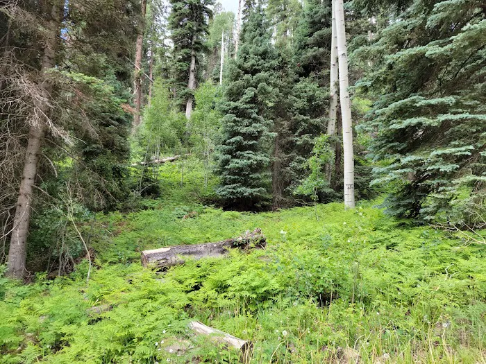 San Juan National Forest 4