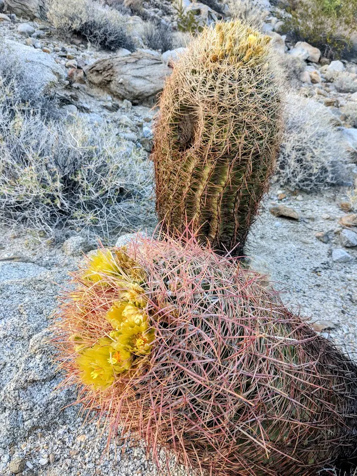 Agua Caliente County Park 6