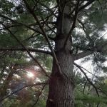 Seward Bluffs Forest Preserve