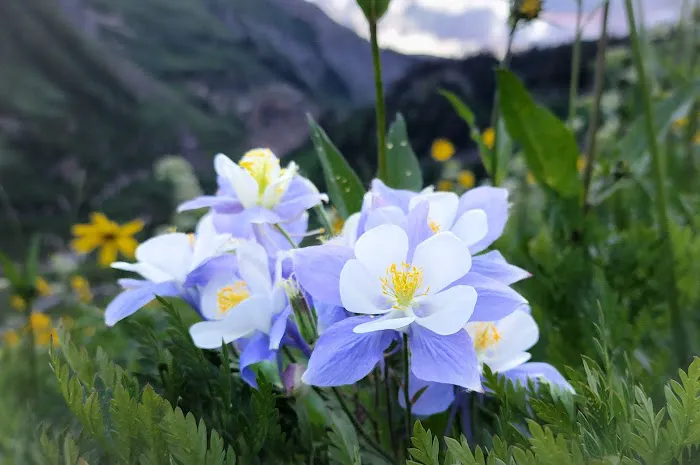 Mt Crested Butte Campground 6