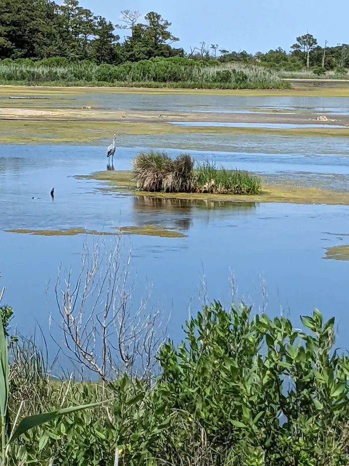 Cape Henlopen State Park 2