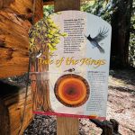 Henry Cowell Redwoods State Park