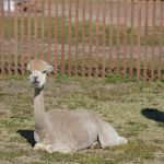 The Meadows of Isleton