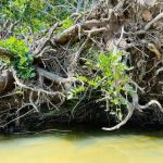 Taylor's Landing and Campground