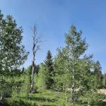 Columbine Campground