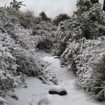 Cuyamaca Rancho State Park