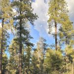 Goldwater Lake Campsite 2