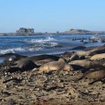 Año Nuevo State Park