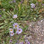 Thompson Flat Campground