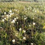 Twin Lakes Campground