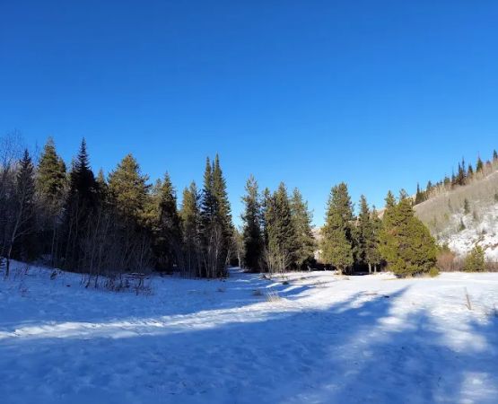 Lower Penstemon Campground