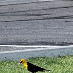 Burley Snake River access & RV Park