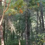 Madrone Group Area Campground