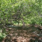 Lake Creek Campground