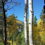 Difficult Campground