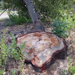 Starr Mesa Equestrian Campground at Caspers Wilderness Park