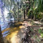 Orange Point - Welaka State Forest