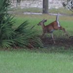 Deerhaven Campground