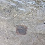 Homestead Campground