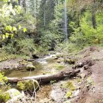 Camas Creek Campground