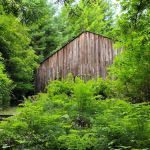 Headwaters Forest Reserve