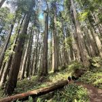 Boy Scout Tree Trailhead