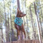 Hayward Flat Campground