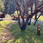 Pigeon Point Campground