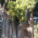 Richardson Grove State Park