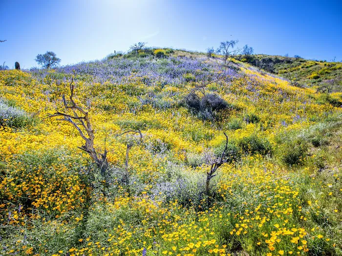 Tonto National Forest 5