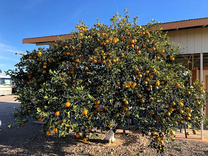 Desert Vista RV Resort 3