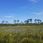 Bon Secour National Wildlife Refuge