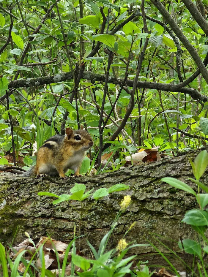 Frances Slocum State Park Campground 8