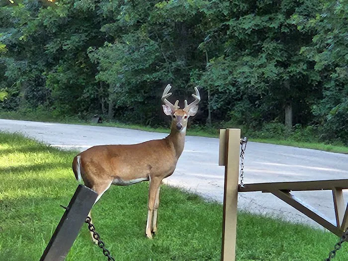 Indian Creek Campground 8