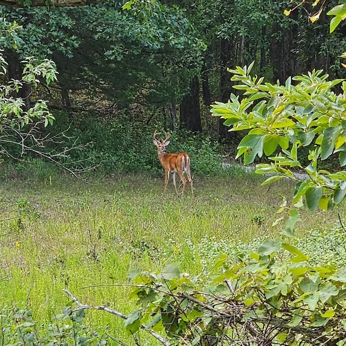 Indian Creek Campground 5