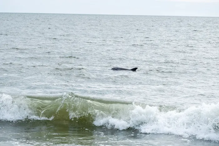 Cape Henlopen 6