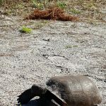 Florida Park Services